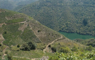 (Imaxe: RibeiraSacra.org)