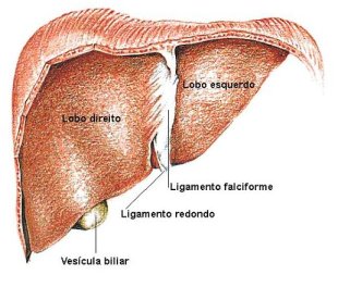 Esquema do fígado / Galipedia